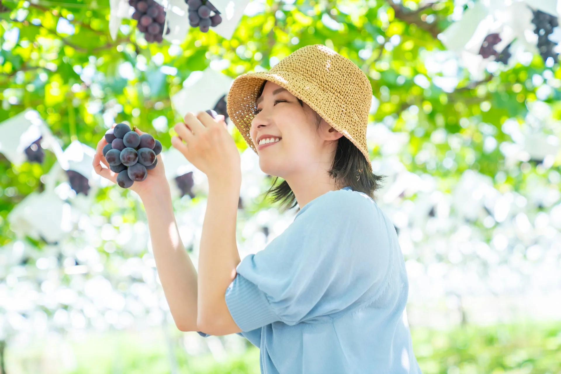 ぶどう棚の下でかごを持ち、房になったぶどうを収穫する家族